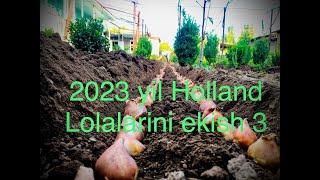 2023 yil Holland Lolalarini ekish 3