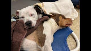 Heart & Soul's heart wrenching rescue - Stray Rescue of St.Louis