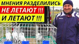 ЯРМАРКА ГОЛУБЕЙ г.Павлоград Цены  Продажа  Голуби ▶ 3-я часть