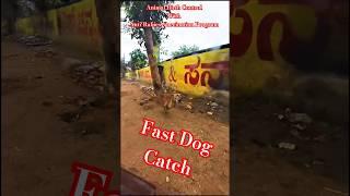 Crazy Dog Catch Davanagere City #ytviral #shorts #dog #streetdogplanet44 #new