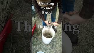 Growing my own bread - the full story #gardenharvest #selfsufficient #growyourownfood #breadmaking