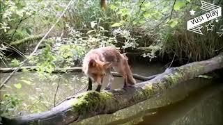 Бревно в лесу стало хитом в соцсетях видео c фотоловушки