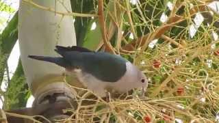 Rare Green  Imperial Pigeon sighting in Singapore.