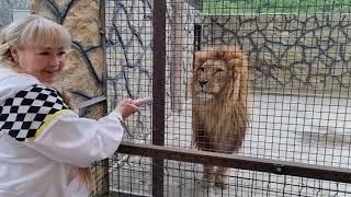 ️Лев Витя_Муфаса рыком передаёт вам привет! #animals #lions #левВитя