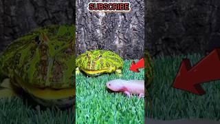 frog and cat funny fitting  #shooter #frogvideos #cat #trending