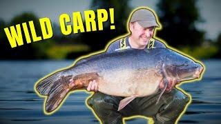 River Carp Fishing: How to Hunt for Wild Carp 