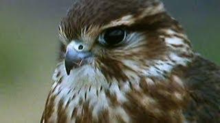 Secret Nature - Facts About Birds of Prey  | S01E05 | Bird Documentary | Natural History Channel