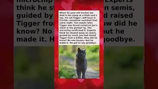 This Cat Rode 2,000 Miles on a Truck—Just to Say Goodbye