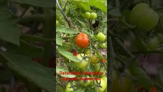 Cherry Tomate „Datschnoe Lakomstvo“ / Черри «Дачное лакомство» на 07.07.24