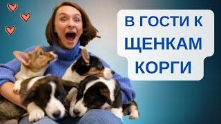 Вельш корги кардиган родила 8 щенков. Идем в гости!