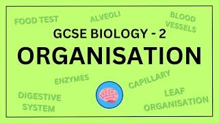 AQA GCSE Biology in 10 Minutes! | Topic 2 - Organisation