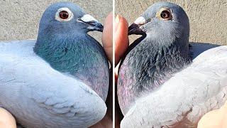 Extreme Marathon Breeding Females! Quality and Performance