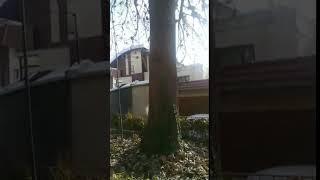 Дерево Павловния  Узбекистане Россия Казахстан Кыргызстан