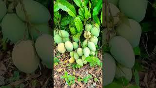 mango video viral #viral #shots #reels #video #flowers #mango #bollywood #music