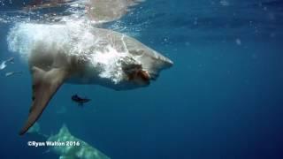 Lemon Snaps with Lemon Sharks and Ryan Walton