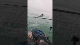 Flying Eagle Ray almost lands on me ( Slow-mo )  #flordiakeys #fishing