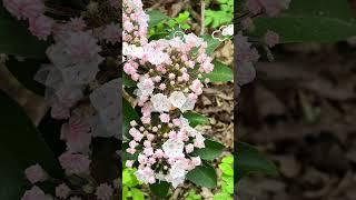 Sugarloaf hill trails