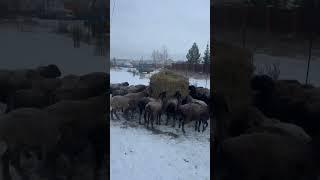 Удобный способ кормления овец