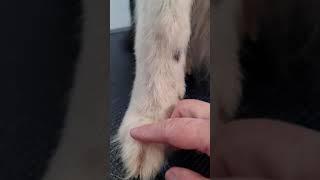 Painful Grass Seed/ Foxtail in Dog Paws.. Poor doggy!!