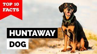 Huntaway Dog - Top 10 Facts