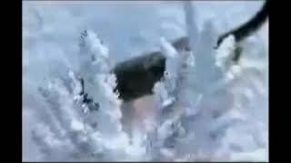 whiskas let it snow advert 2006