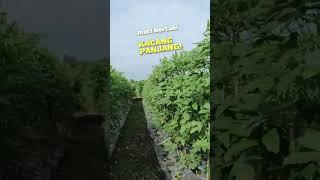 bertani kacang panjang#pertanian #manar #bertaniitumudah