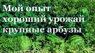 АРБУЗЫ: от посева до сбора.Небольшая площадь, открытый грунт,выращивание без рассады-сразу обо всем