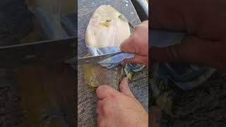 Skinning a Trigger Fish, Leather Jacket Fish #fishing#catchncook #seafood