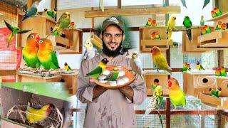 Love Birds , Budgies or Cocktail Parrots Ny Egg Dy Diye  | Ahma Daily Vlogs | Pets Vlog