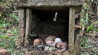 Five puppies starved in a rock cave for three days, crying loudly for their mother