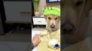الكلب والفطيرة مضحك جدا - فيديوهات مضحكة - مواقف مضحكة - مقاطع مضحكة - دموع الكوميديا
