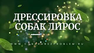 Дрессировка ягдтерьера Рады. 2 месяц. 14 день. 6 урок. Барьер - Ухватка. 4 занятие