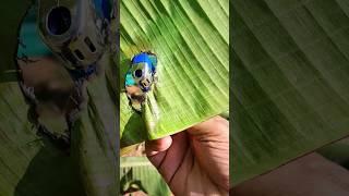 What will happen to a banana leaf if I light it with a gas lighter?