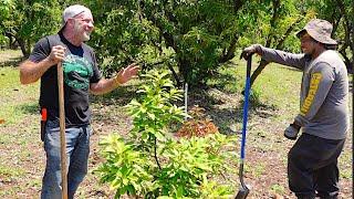 Planting Avocado Trees