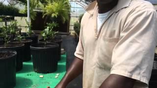 Horticulture programs are growing across SC prisons