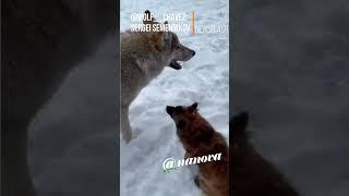 Wolf Enthusiast From Ukraine Shares Insight Into Home Life With Wolves