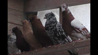 УНИКАЛЬНЫЕ БОЙНЫЕ ГОЛУБИ В  МОСКВЕ !!  Питомник Марка , часть 1-ая.   #pigeons#  Tauben#