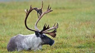 Likin' the Lichen- Bering Land Bridge National Preserve, Alaska