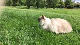 Ragdoll Cat - кошка рэгдолл - Снежинка опять на прогулке - травка и солнышко