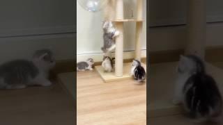 ️ #catshorts #cat #shortvideo #kitten #cute #petshorts #kittenlove #petshorts #shorts