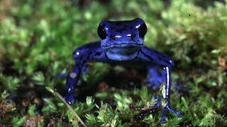 Facts About Blue Poison Dart Frog 