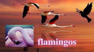 Flamingos | What are its habitats and characteristics. Biography of flamingo birds. (Phoenicopterus)