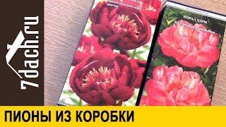 Как посадить пионы из магазина (коробки) - 7 дач