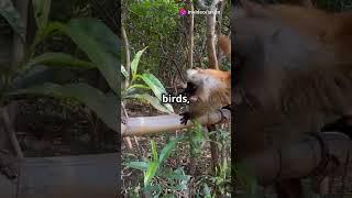 Exploring Madagascar's Stone Forest! 