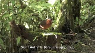 Angel Paz  feeds rare Ecuadorian Antpittas by hand