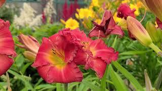 Hemerocallis Earlybird Cardinal™ (Daylily) // Magnificent LARGE Red Flowers, A Show-stopper!