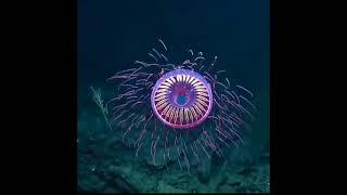 beautiful jellyfish found off the coast of California #shorts