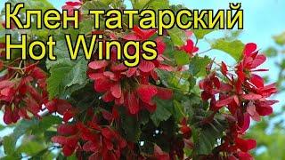 Клен татарский Хот Вингс. Краткий обзор, описание характеристик acer tataricum Hot Wings