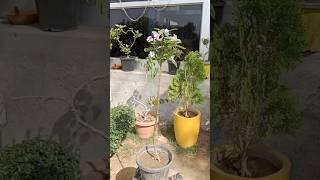 sadabahar ka long bonsai banana sikhe #periwinkle #vinca #bonsaitree #pruning #video