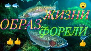 ОБРАЗ ЖИЗНИ РАДУЖНОЙ ФОРЕЛИ